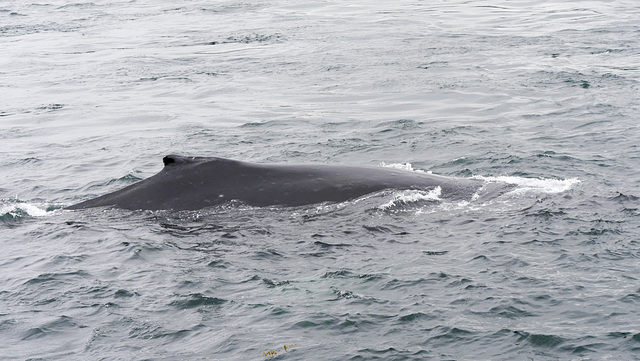 Whale watching nahe Telegraph Cove