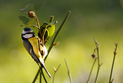 Mésange bleue(3)