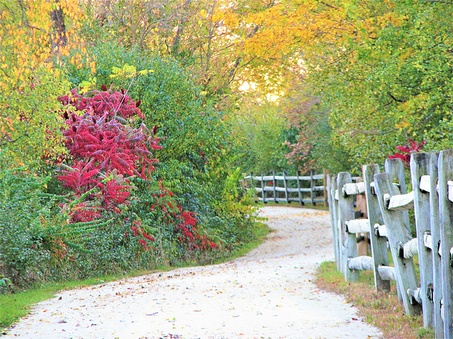 Autumn Path