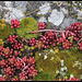 Sedum album , Grimmia et Cladonia