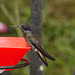 Hummingbird EF7A8731