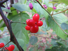 Unidentified berries