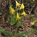 Glacier Lilies