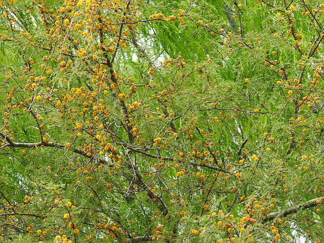 Day 4, Huisache tree, Bishop City Park, South Texas