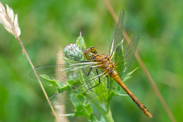 Ruddy Darter-DSD2097