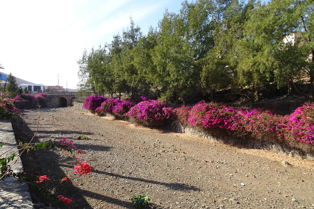 Flowers On A Dry Riverbed