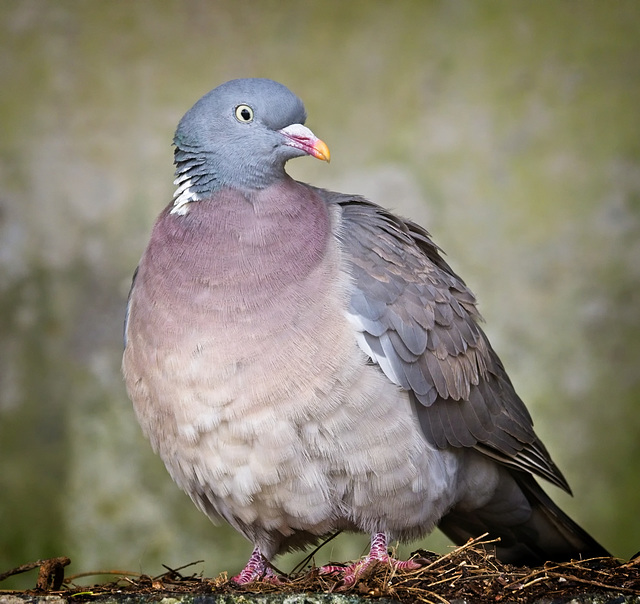 Wood Pigeon