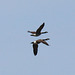 Two geese in flight