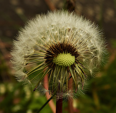 Dandelion