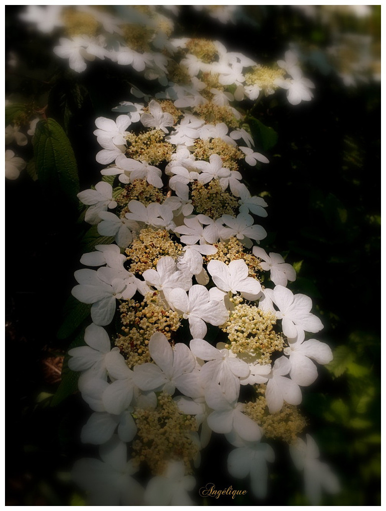 Viburnum plicatum ............Belle journée mes ami(e)s !