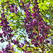 The dark purple lilac