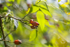 Transition from summer to autumn