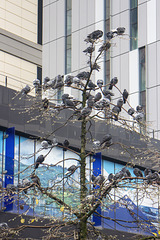 Pigeons up a Tree