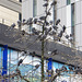 Pigeons up a Tree