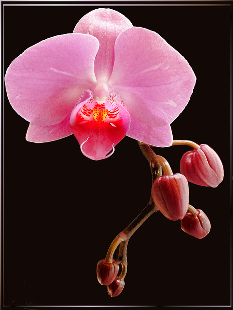 Orchid.  ©UdoSm