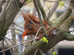 Squirrel eating apple - 4