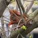 Squirrel eating apple - 4
