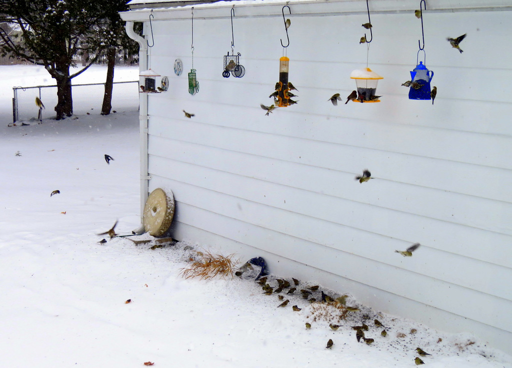 New snow, cold temperatures, many birds