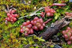 Le printemps des rochers - Sedum album et Syntrichia