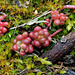 Le printemps des rochers - Sedum album et Syntrichia