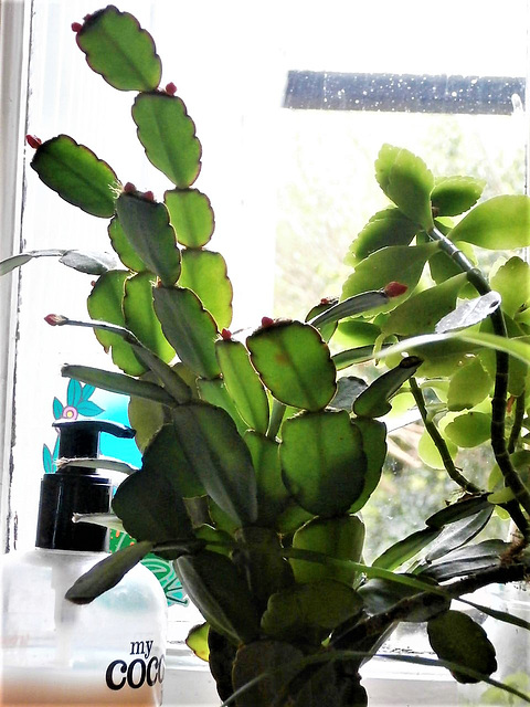 My Easter cactus on my kitchen window sill