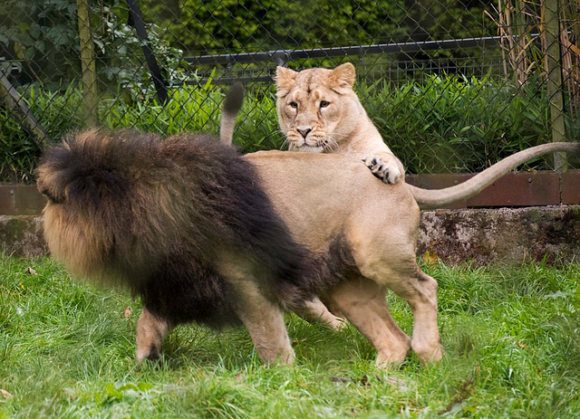 Lion and lioness at play