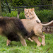 Lion and lioness at play