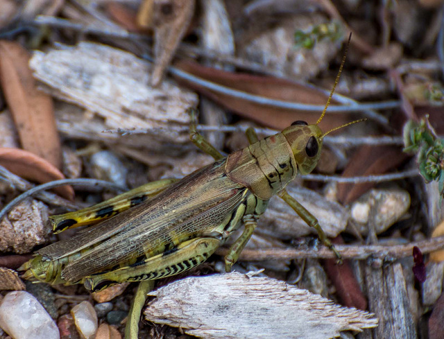 Grasshopper2