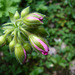 garden news - (PIPS)