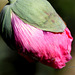 Bouton fleur de pavot