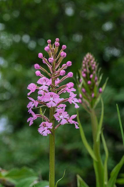 Platanthera psycodes (Small Purple Fringed orchid)