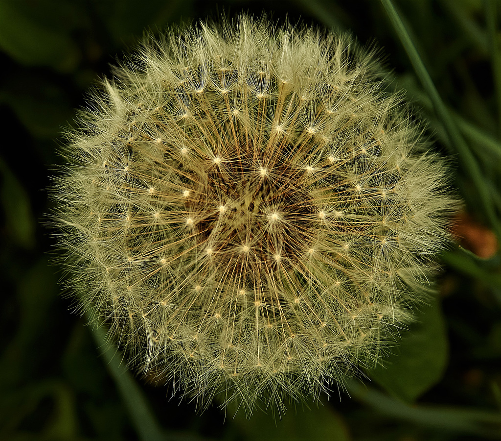 Dandelion