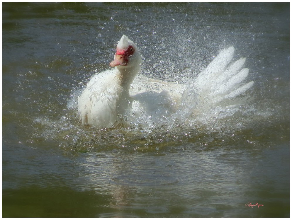 Bon mardi ! un p'tit bain ?