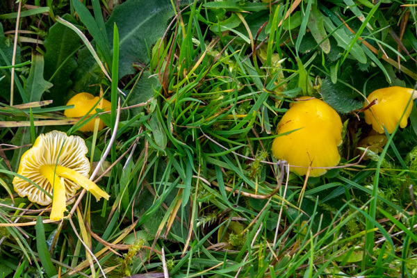 Butter Waxcap-DSZ8520