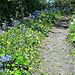 Bluebells in the centre of the drive