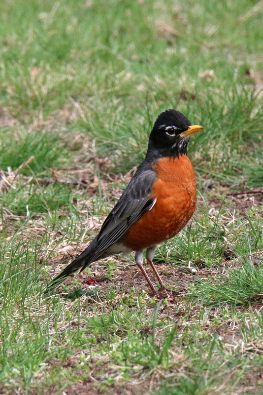 American robin (Explored)