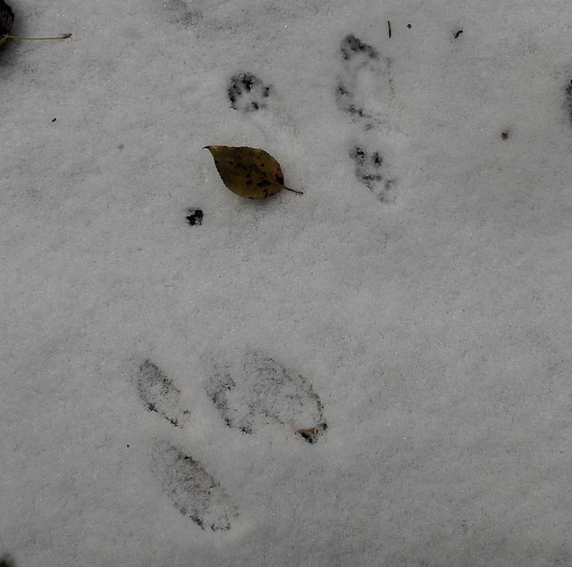 First snow tracks