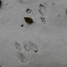 First snow tracks