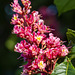 Red Horse Chestnut Tree Blossom