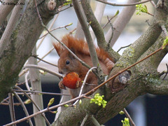 Squirrel eating apple - 2