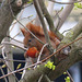 Squirrel eating apple - 2
