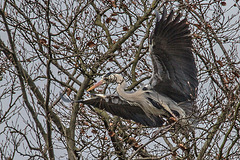 20160303 0128VRAw [D~BI] Graureiher (Ardea cinerea), Tierpark Olderdissen, Bielefeld