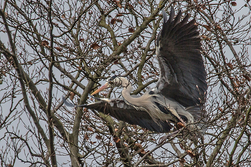 20160303 0128VRAw [D~BI] Graureiher (Ardea cinerea), Tierpark Olderdissen, Bielefeld