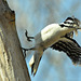 woodpecker in motion