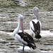 Australian Pelicans