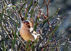 Moineau autre (1)