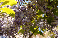 Wisteria