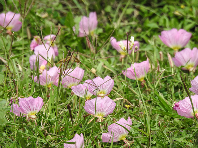 Day 4, Pink Evening Primrose, Bishop City Park