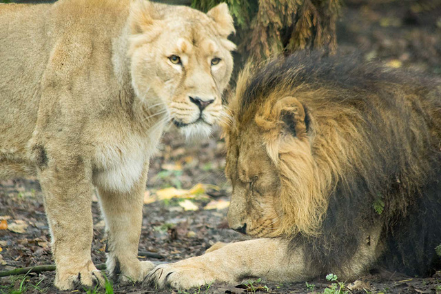 Lion and lioness together