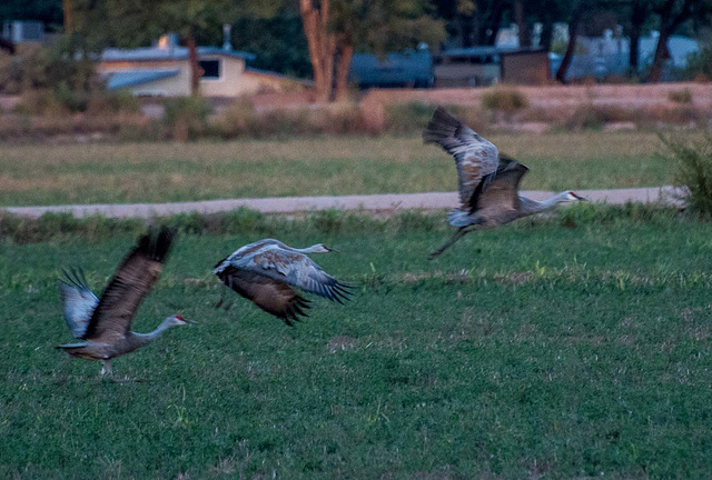 Sandhill cranes